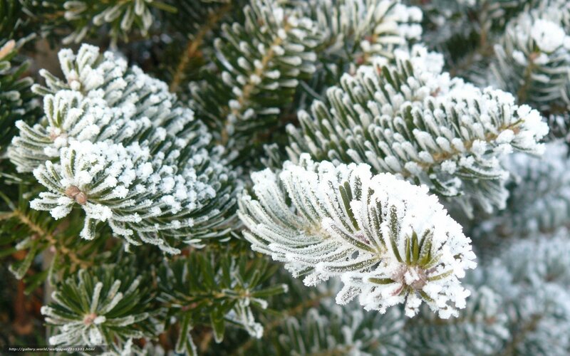 Frost-covered Pine Branches — Green, Cold