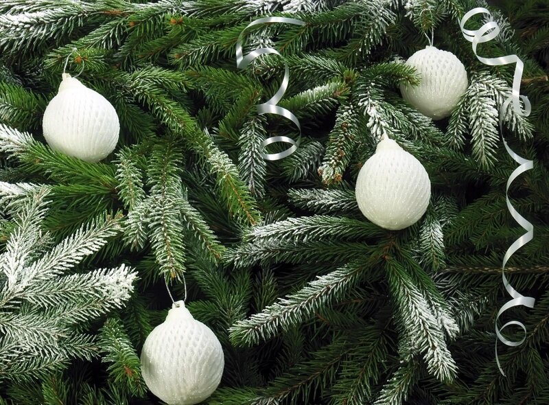 Frost-covered Pine Branches — Green, Festive