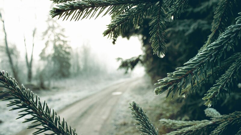 Frost-covered Pine Branches — Green, Serene, Winter