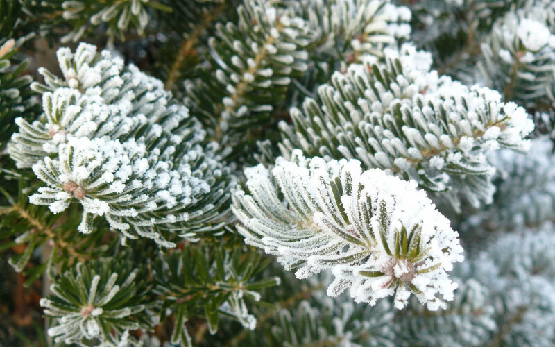 Frost-covered Pine Branches — Green