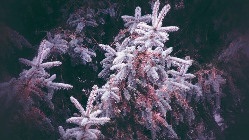 Frost-covered Pine Branches — Purple