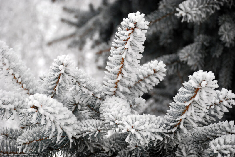 Frost-covered pine branches
