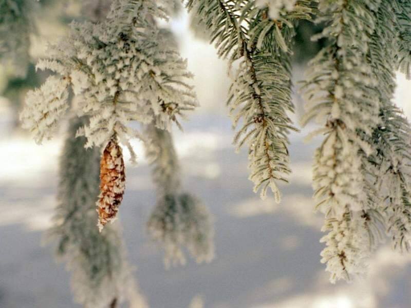Frost-covered Pine Branches — White, Calm, Winter, Photograph, Pine Cone