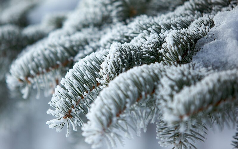 Frost-covered Pine Branches — White, Calm, Winter