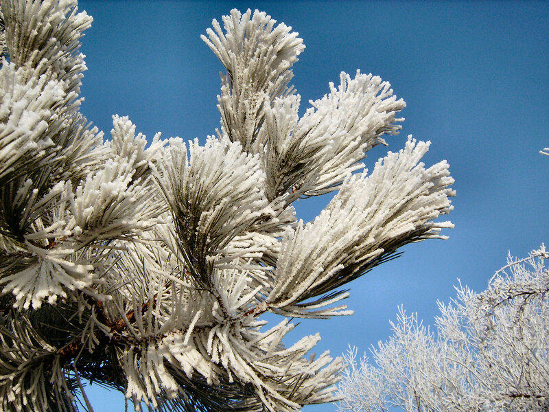 Frost-covered Pine Branches — White, Cold