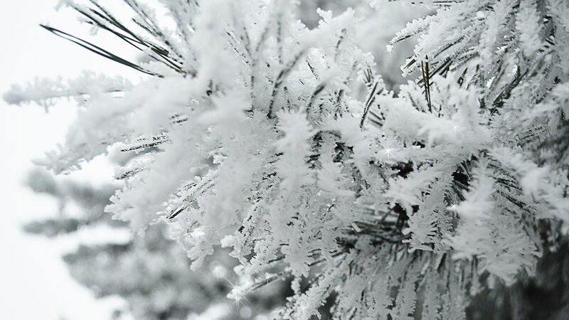 Frost-covered Pine Branches — White, Cold, Winter, Photograph, Pine Needles