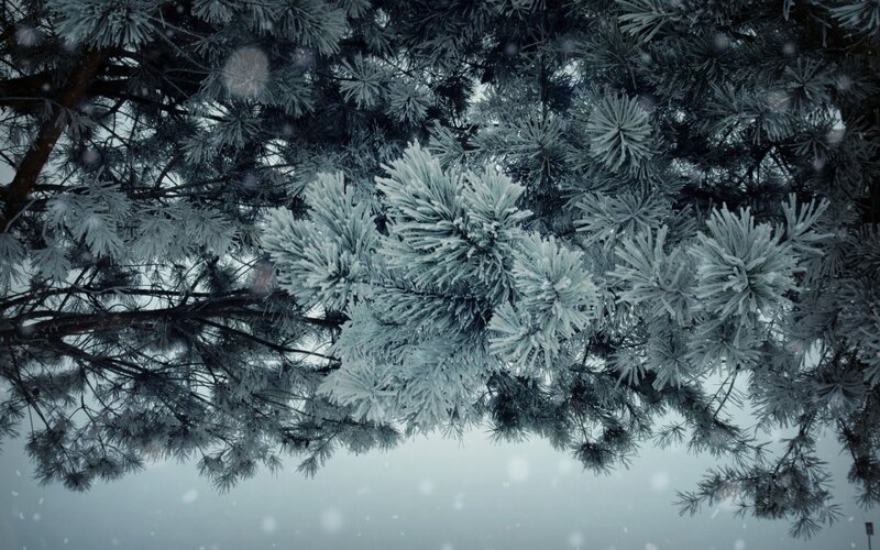 Frost-covered Pine Branches — White, Cold, Winter, Photograph, Snow