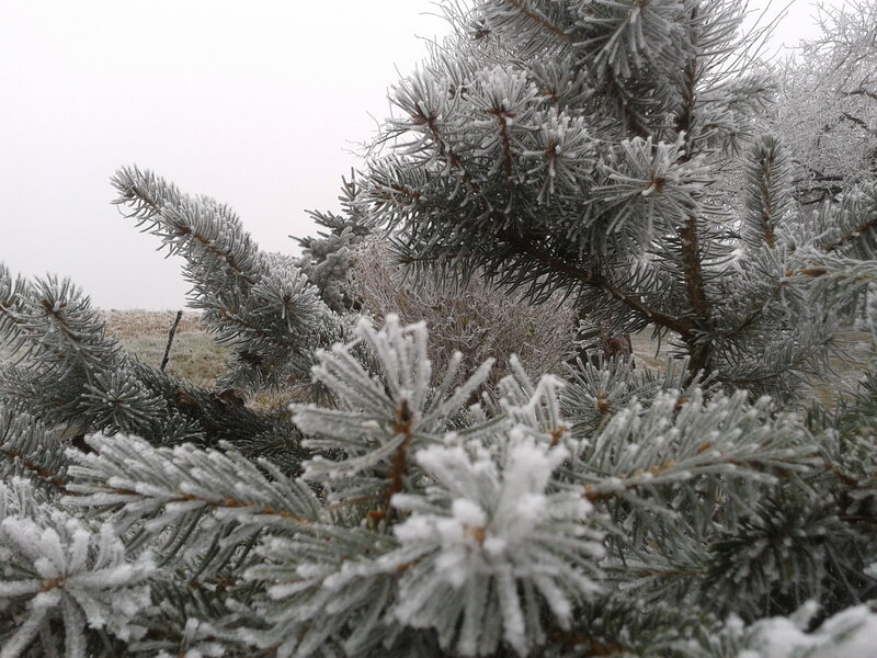 Frost-covered Pine Branches — White, Cold, Winter, Photograph