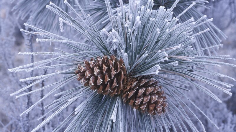 Frost-covered pine cone