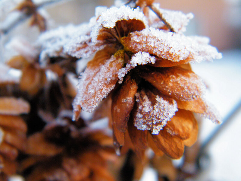 Frost-covered Pine Cone — Brown