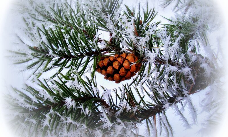 Frost-covered Pine Cone — Green