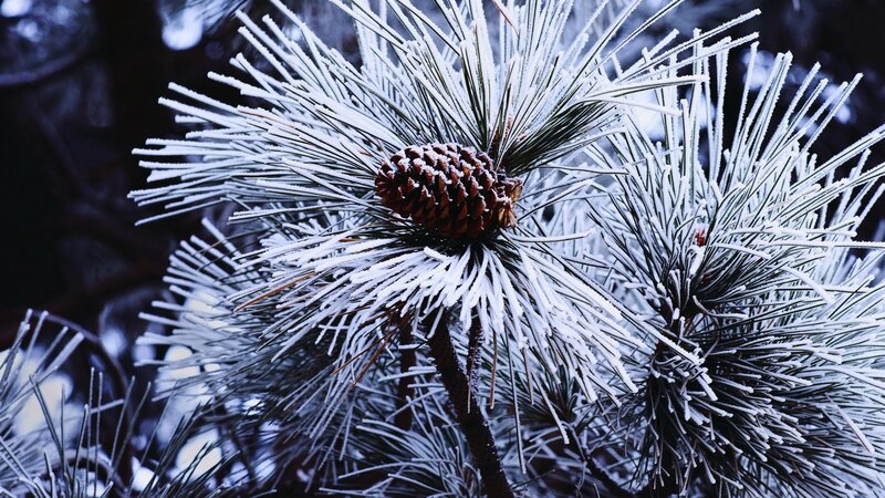 frost-covered pine cone