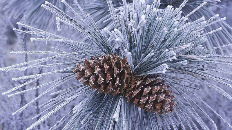 Frost-covered Pine Cone — White, Cold
