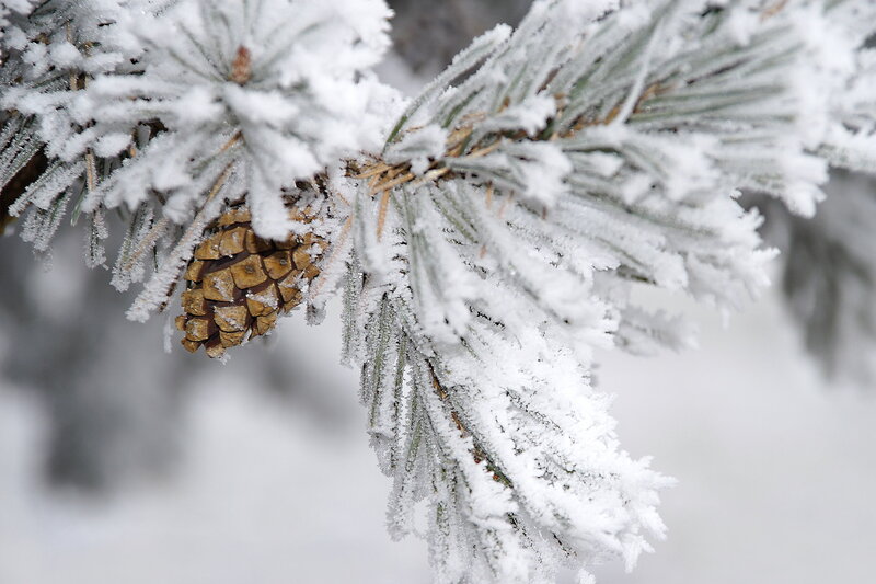 Frost-covered Pine Cone — White, Cold, Winter, Photograph