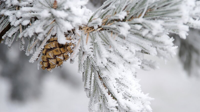 Frost-covered Pine Cone — White, Cold, Winter