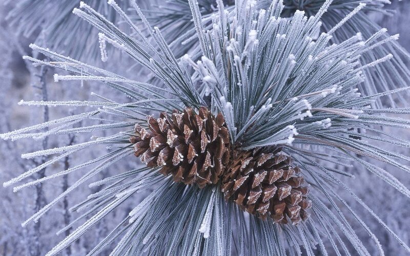 Frost-covered Pine Cone — White