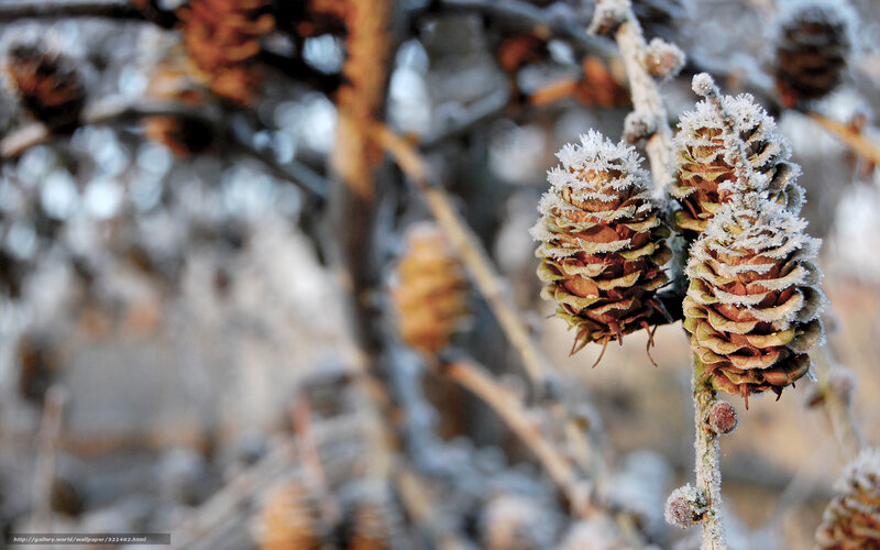 Frost-covered Pine Cones — Brown, Cold