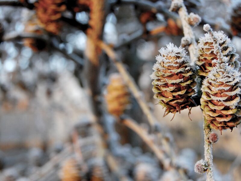 Frost-covered Pine Cones — Brown