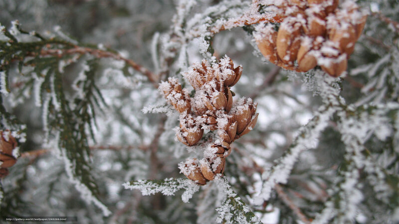Frost-covered pine cones