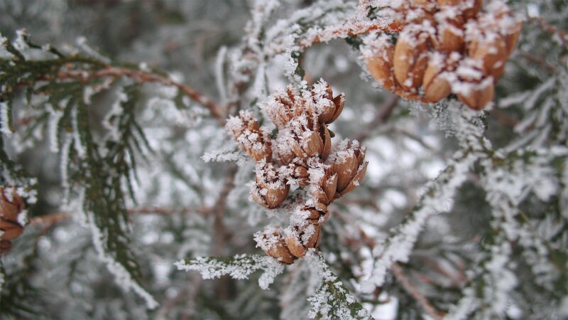 Frost-covered Pine Cones — White