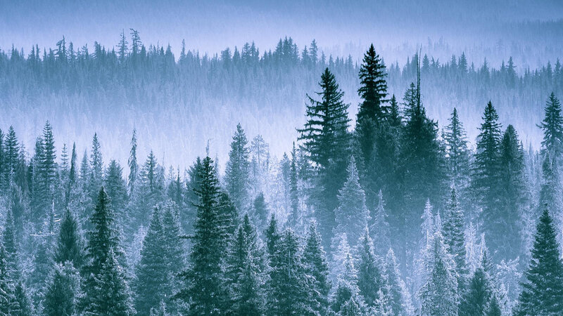 Frost-covered Pine Forest — Blue