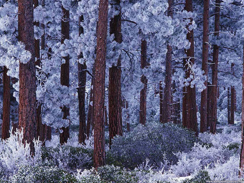 frost-covered pine forest
