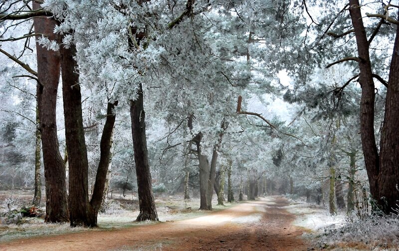 Frost-covered Pine Forest — White, Serene