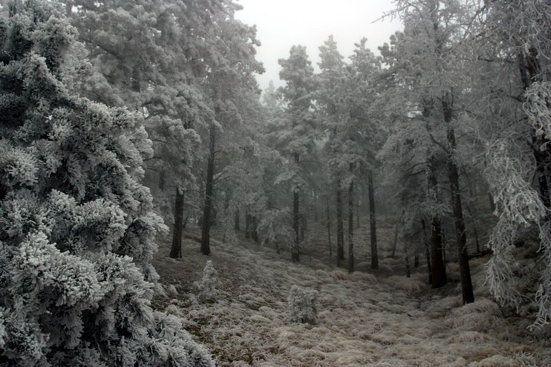 Frost-covered Pine Forest — White