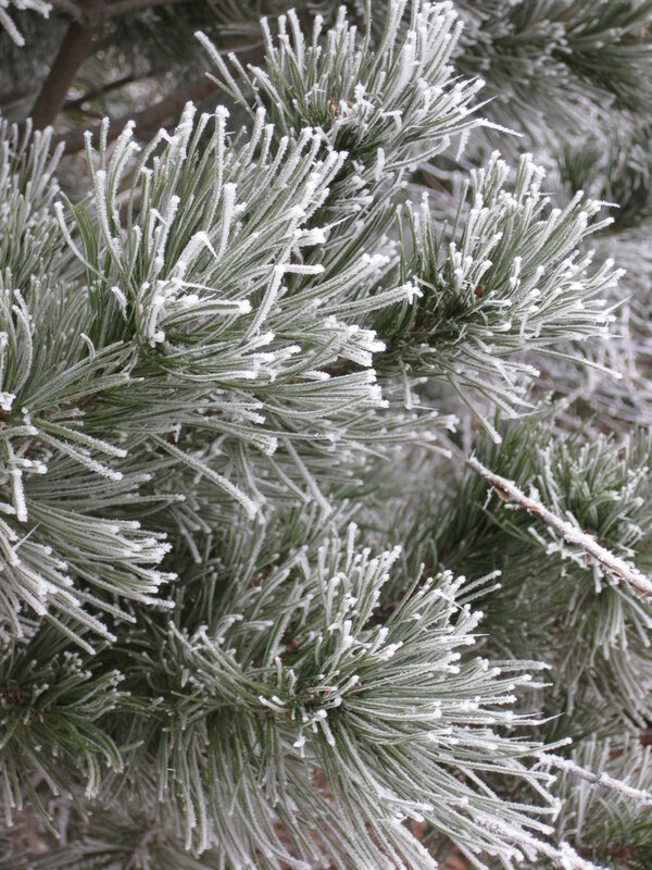Frost-covered pine needles