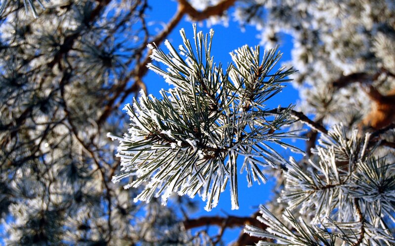 frost-covered pine needles