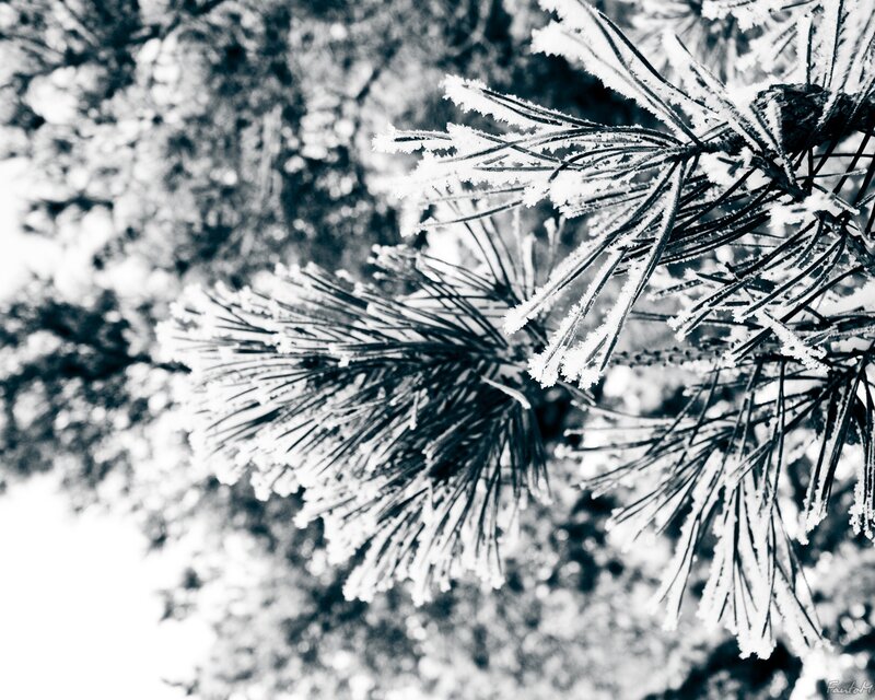 frost-covered pine needles