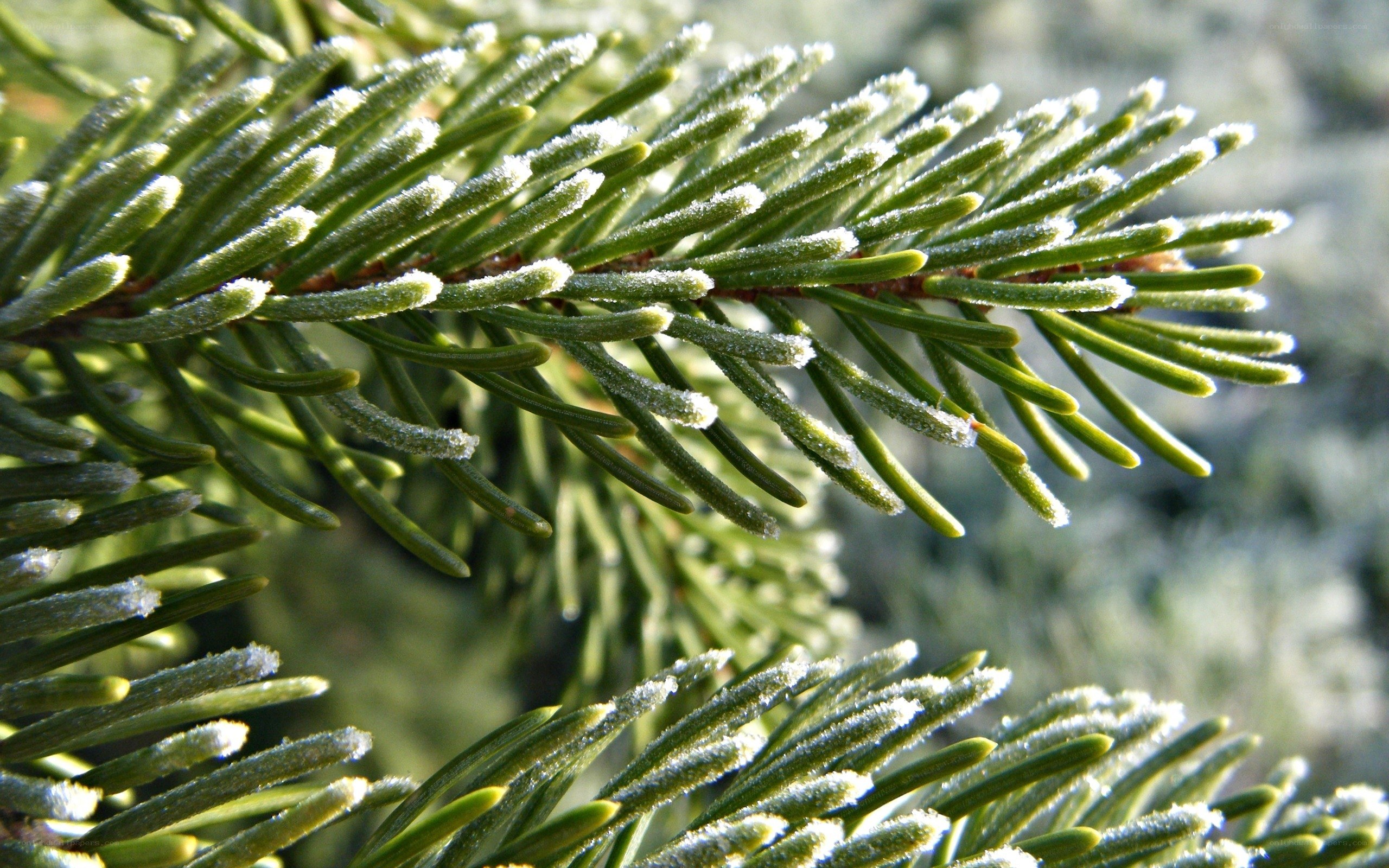 frost-covered pine needles