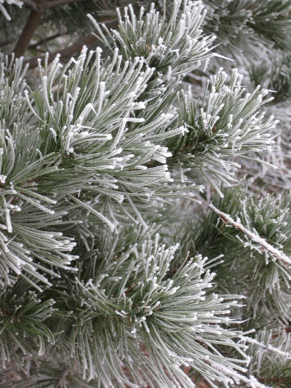 Frost-covered pine needles