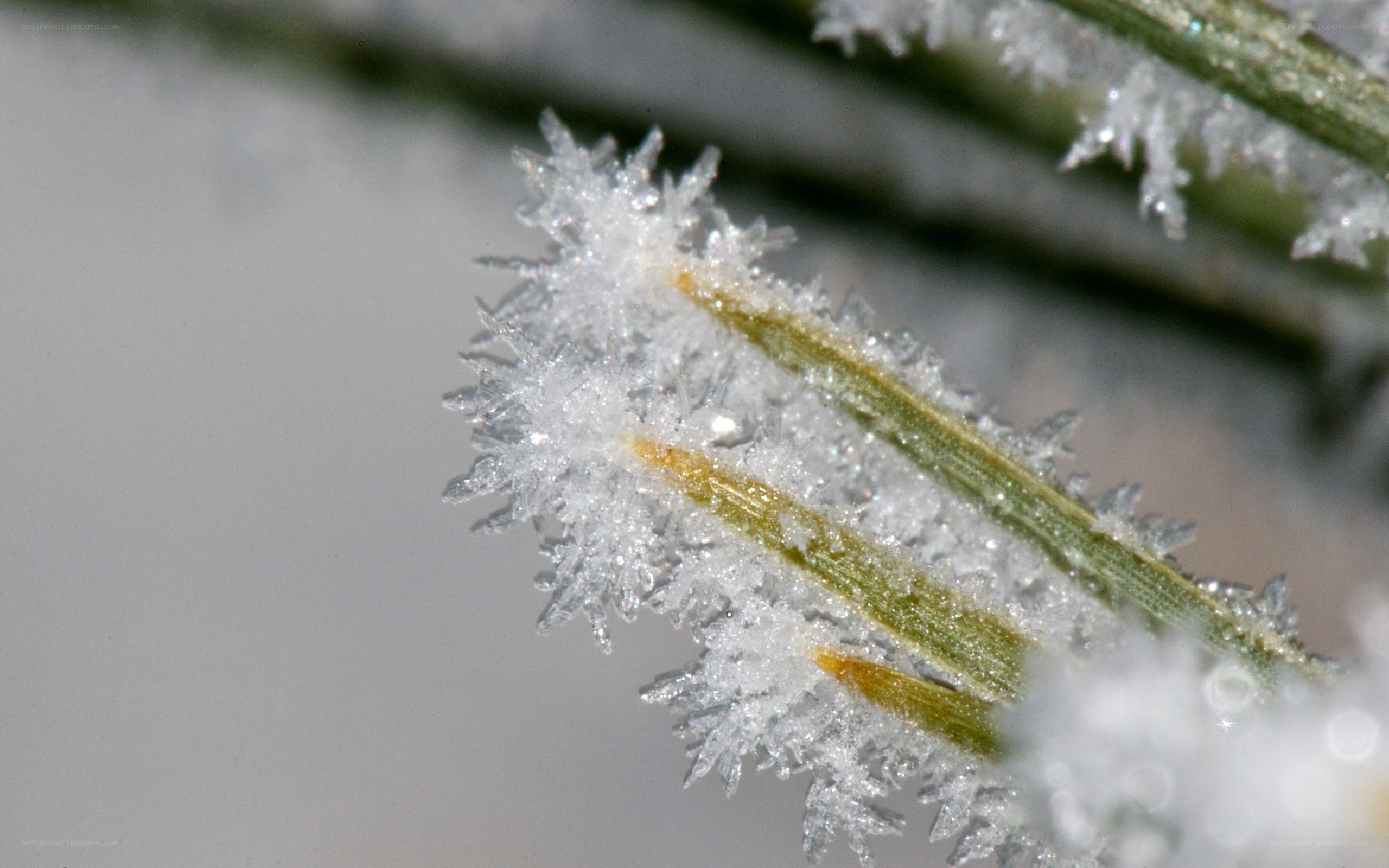 frost-covered pine needles