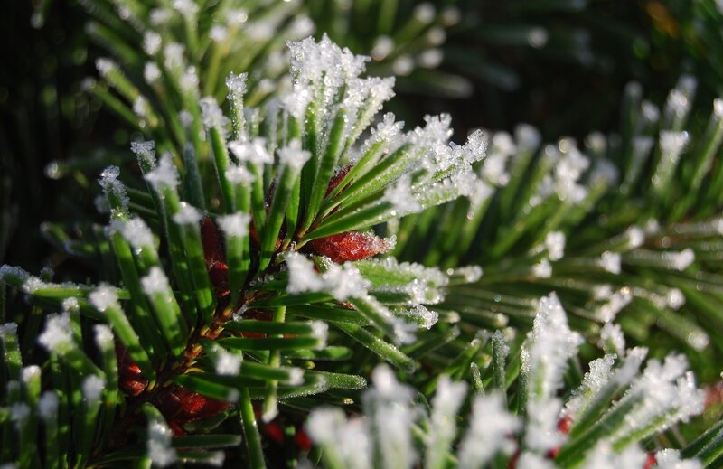 Frost-covered pine needles