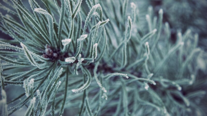 frost-covered pine needles