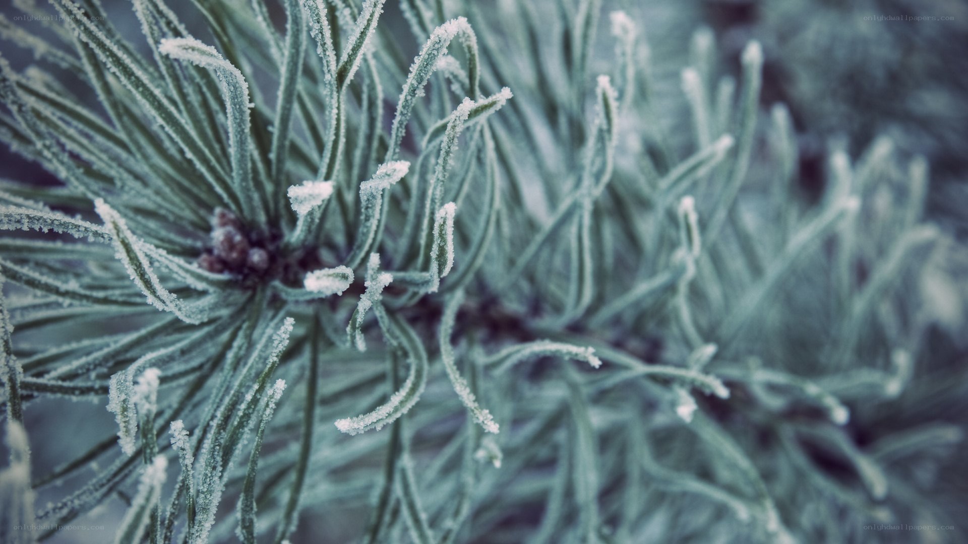 frost-covered pine needles