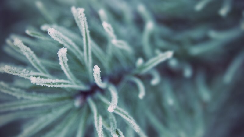 frost-covered pine needles