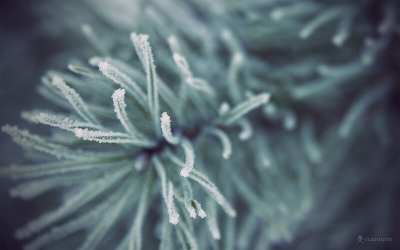 Frost-covered pine needles