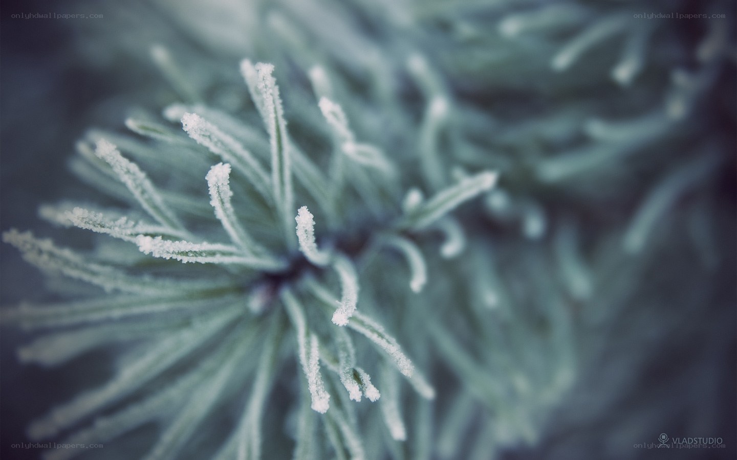 Frost-covered pine needles