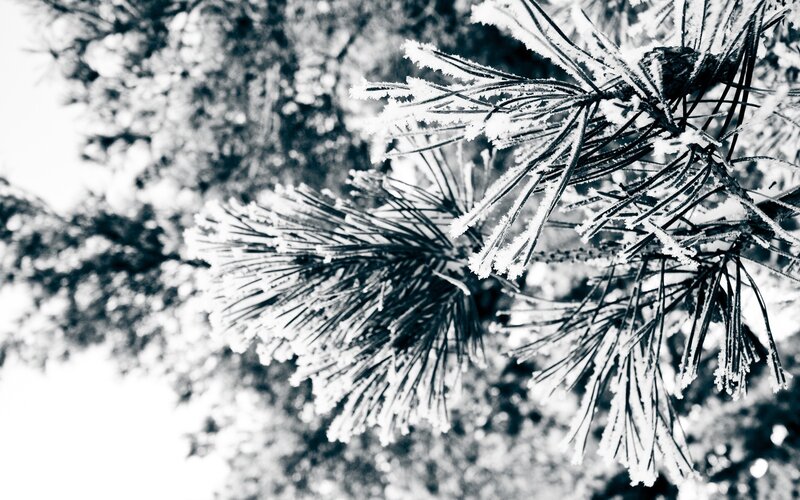 Frost-covered Pine Needles — Black, Cold