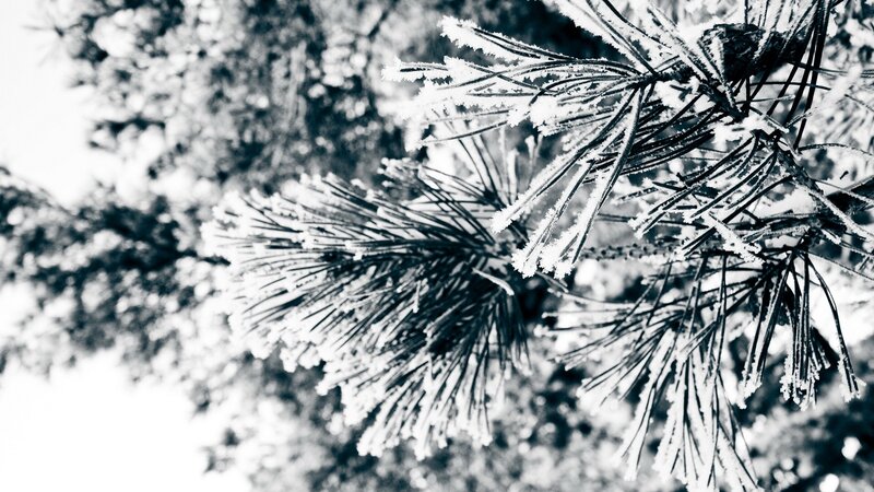 Frost-covered Pine Needles — Black, Cold, Winter, Photograph, Pine Tree, Frost, White