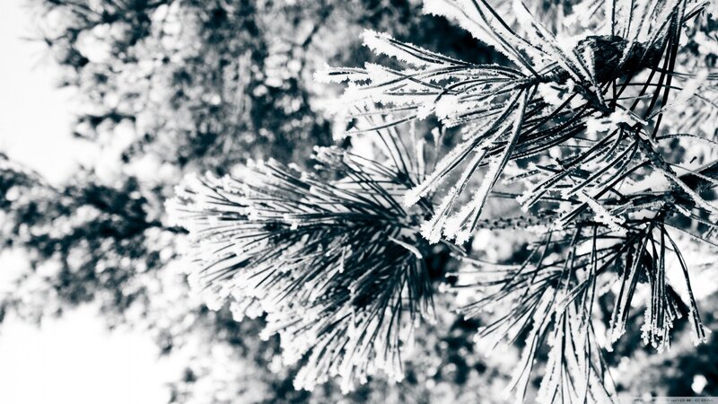 Frost-covered Pine Needles — Black, Cold, Winter, Photograph