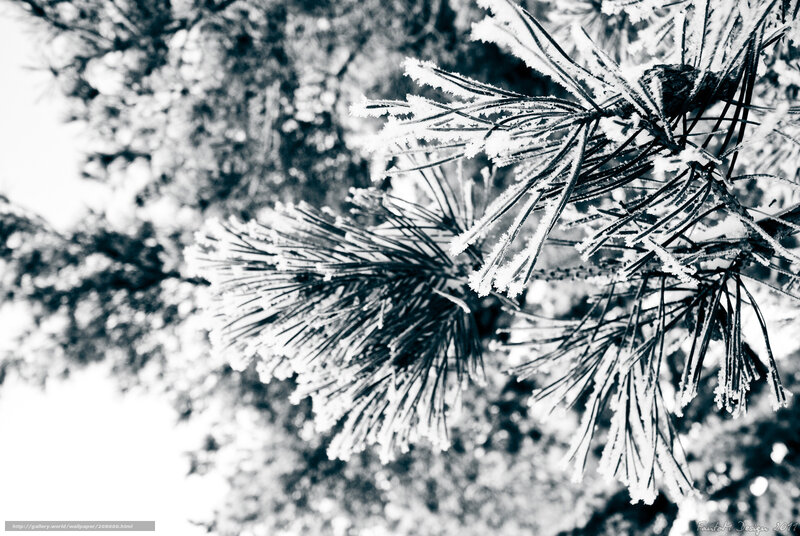 Frost-covered Pine Needles — Black, Cold, Winter