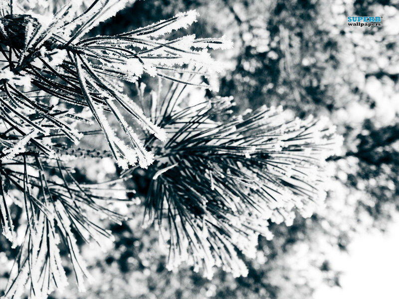 Frost-covered Pine Needles — Black