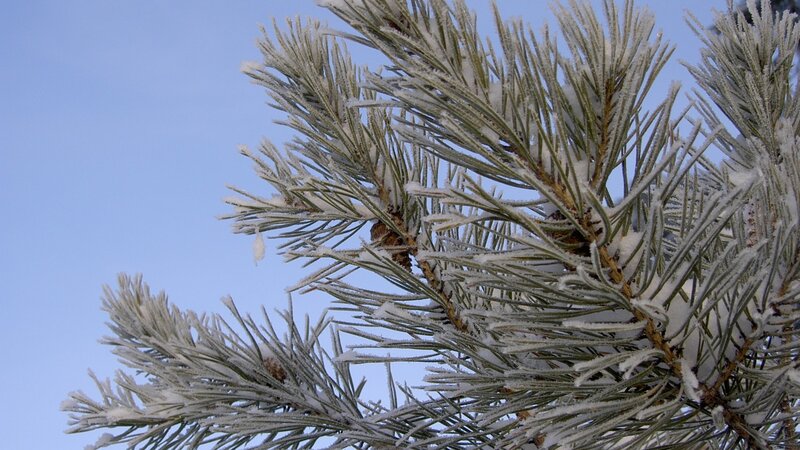 Frost-covered Pine Needles — Blue, Cold