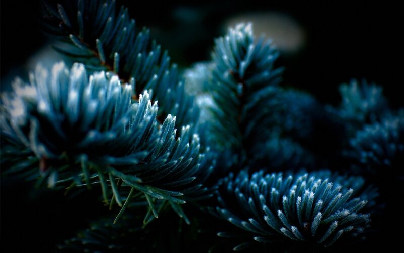 Frost-covered Pine Needles — Blue, Dramatic