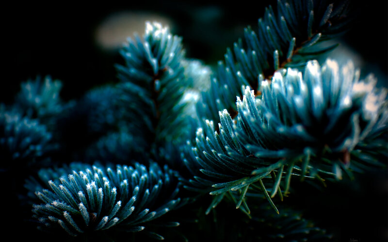 Frost-covered Pine Needles — Blue, Dramatic, Winter, Photograph, Pine Needles