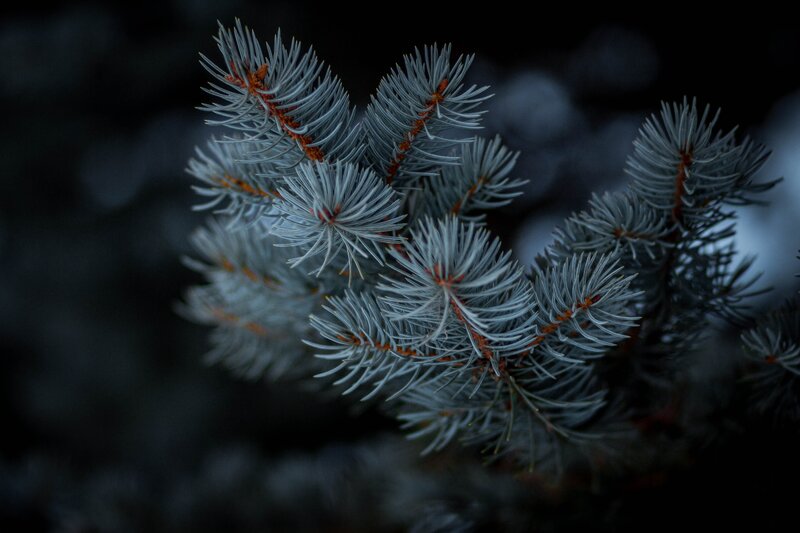 Frost-covered Pine Needles — Gray