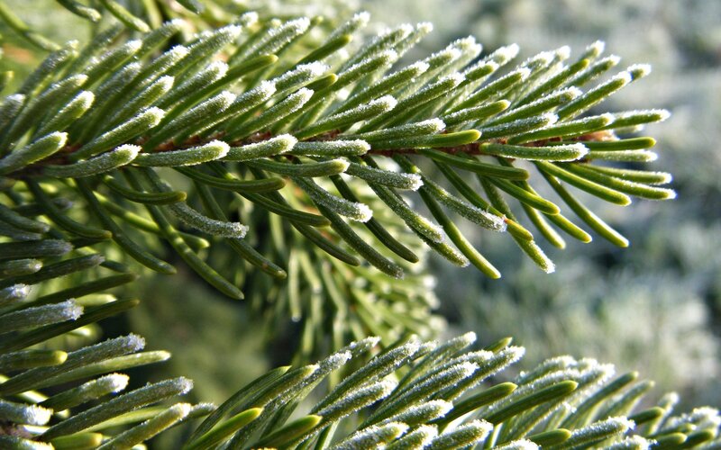 Frost-covered Pine Needles — Green, Calm, Winter, Photograph
